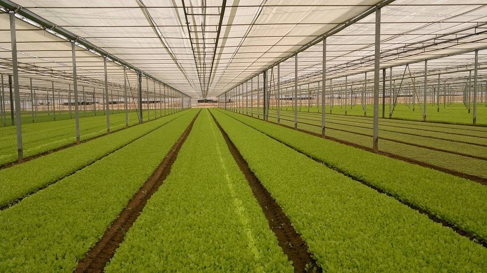 Robusta (1)|Arrigoni PROTECTA-2|arrigoni Arricover|arrigoni_reti_ombreggianti